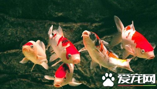 錦鯉褪色原因 造成錦鯉魚褪色的三種原因