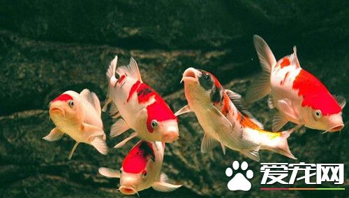 錦鯉魚什麼時候產卵 適齡的雄魚在兩年以上