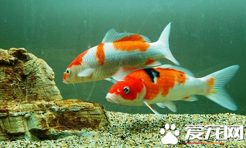 錦鯉魚飼料選擇 五種飼料喂食的要求
