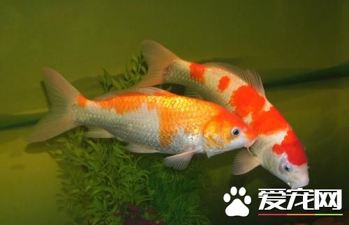錦鯉魚趴缸 沒有進行消菌殺毒會造成趴缸