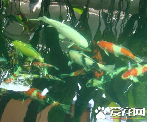 錦鯉魚身上有紅點 錦鯉魚身上有紅點治療方法