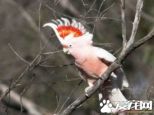 米切氏鳳頭鹦鹉的飼養 溫度不能低於16°C
