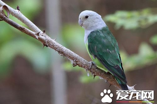 灰頭錐尾鹦鹉的飼養 適應環境的速度較慢