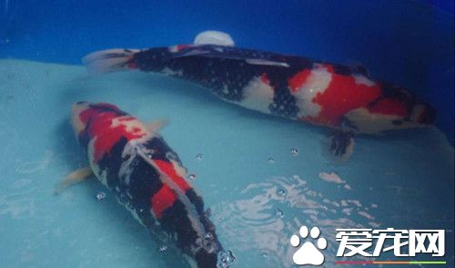 錦鯉魚養幾條好 根據魚缸的實際情況來判斷