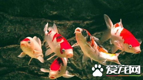 錦鯉魚養殖方法 錦鯉魚養殖需要注意事項