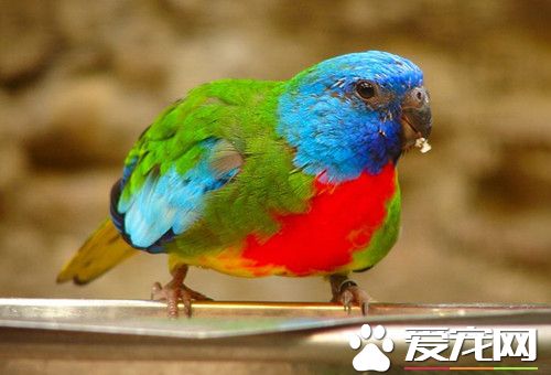 鮮紅胸鹦鹉的飼養 喜歡到地面上活動