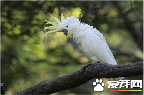 小葵花鳳頭鹦鹉的飼養 適應環境強耐低溫