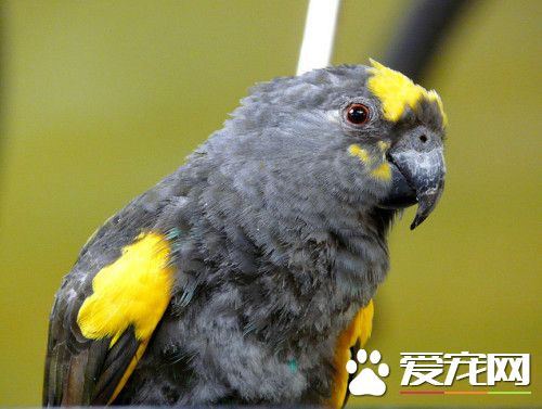 麥耶氏鹦鹉的飼養 提供新鮮樹枝供其啃咬