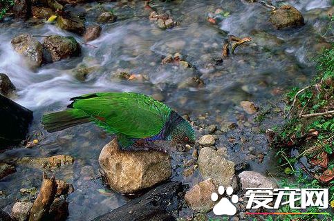 帝王亞馬遜鹦鹉的飼養 主要食物是各種種子