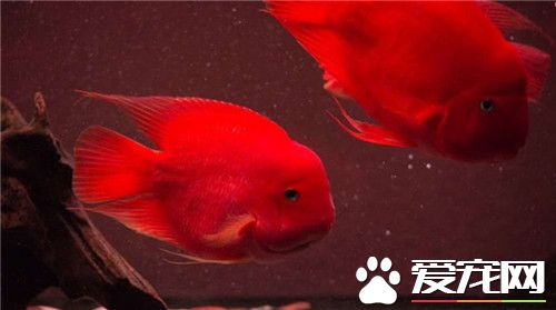 鹦鹉魚如何起頭 環境刺激也是鹦鹉魚起頭關鍵