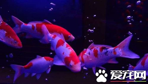 錦鯉魚夏天怎麼辦 在喂食上要少食多餐