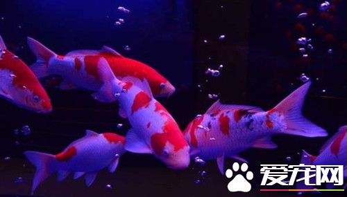 錦鯉魚如何養水 錦鯉魚養水需要注意事項