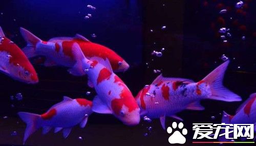 錦鯉魚冬天怎麼養 錦鯉魚池中直接加入溫水