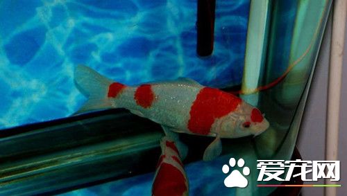 錦鯉魚水溫 錦鯉魚最適合的溫度20—25℃