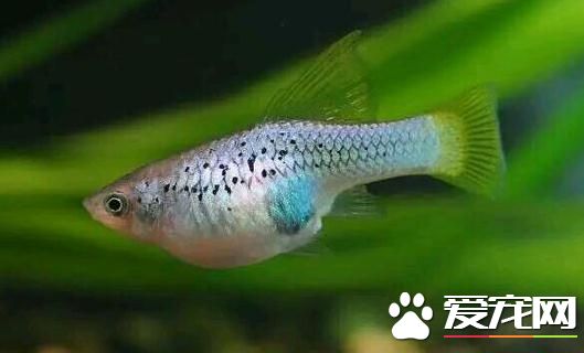月光魚生小魚 月光魚生小魚需專用一個繁殖缸