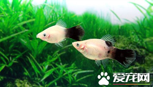 月光魚繁殖 月光魚繁殖需要注意的事項