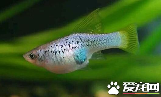 月光魚臨產征兆 月光魚母魚胎斑變大且黑