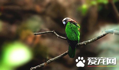 鷹頭鹦哥的飼養 鷹頭鹦哥適應環境速度比較慢