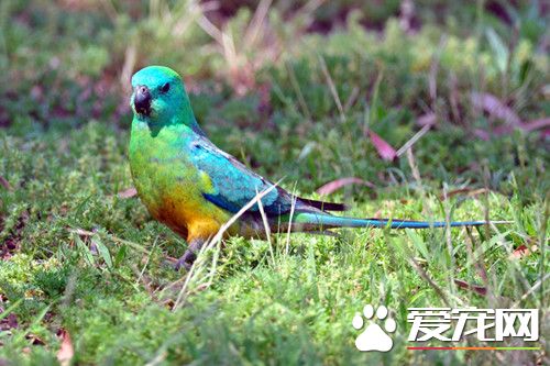 紅腰鹦鹉的飼養 可以經常幫它們沐浴或噴水