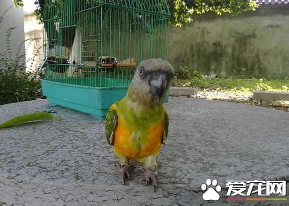 塞內加爾鹦鹉的飼養 十分適合在家庭飼養