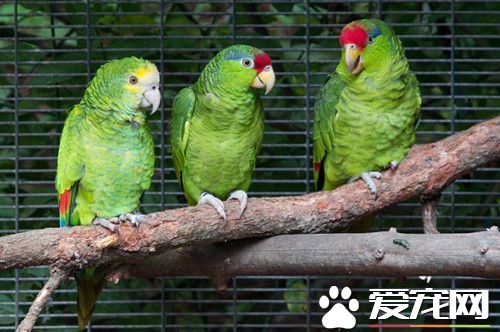 綠頰亞馬遜鹦鹉的飼養 很快習慣和適應新主人