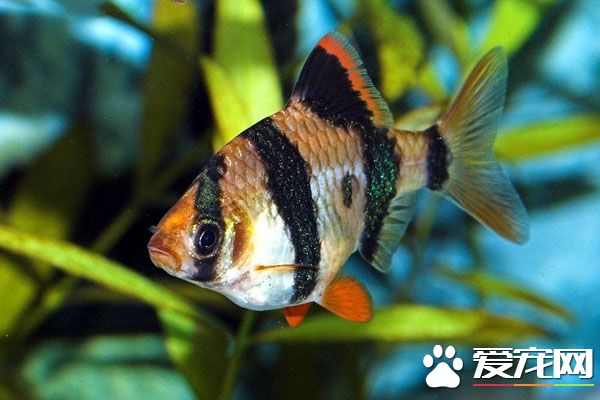 虎皮魚繁殖 最好是單獨放在一個空間內