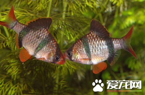 虎皮魚最高溫度 水溫最好在24~26°之間
