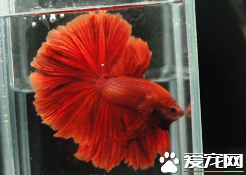 泰國斗魚吃什麼飼料 浮水性飼料比較好