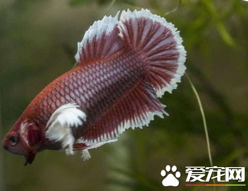 泰國斗魚養殖 泰國斗魚飼養需要注意的事項