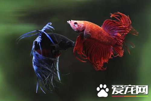 泰國斗魚冬天怎麼養 只要把溫度控制到位