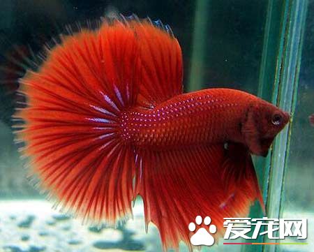 泰國斗魚怎麼分公母 可以從顏色方面來辨別