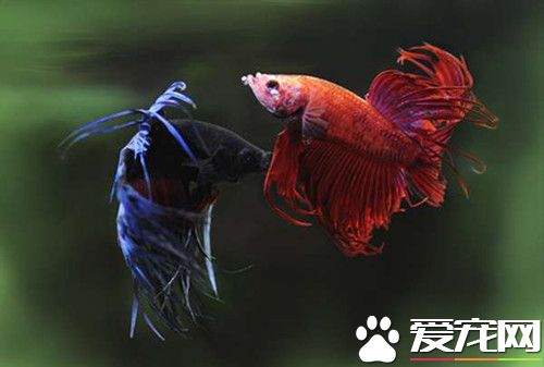 泰國斗魚的繁殖 泰國斗魚繁殖四個步驟