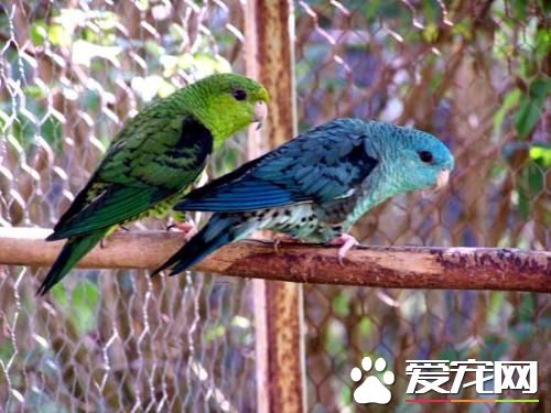 橫斑鹦鹉的飼養 可以為其噴灑少量的水