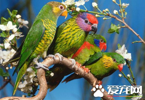 黃綠吸蜜鹦鹉的飼養 對於氣溫的驟變比較敏感