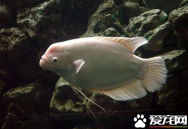 招財魚吃什麼長得快 喂食中做到營養均衡