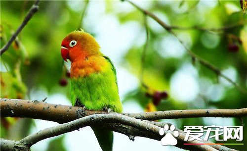 黑頰愛情鳥的飼養 喜愛洗澡與啃咬東西