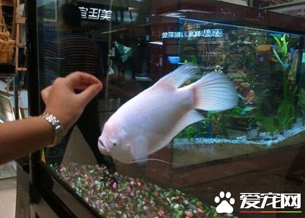 招財魚怎麼喂養 招財魚喜歡光照和水草