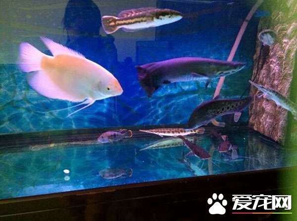 招財魚混養 適合混養體型比招財魚大的