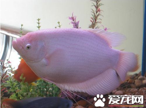招財魚不吃東西 招財魚不吃東西五種原因