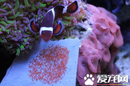 小丑魚怎麼繁殖 要有足夠的空間和隱蔽感