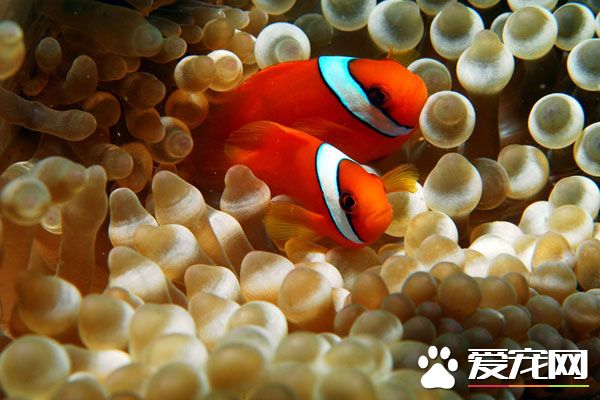 小丑魚繁殖 小丑魚繁殖的第一步就是產卵