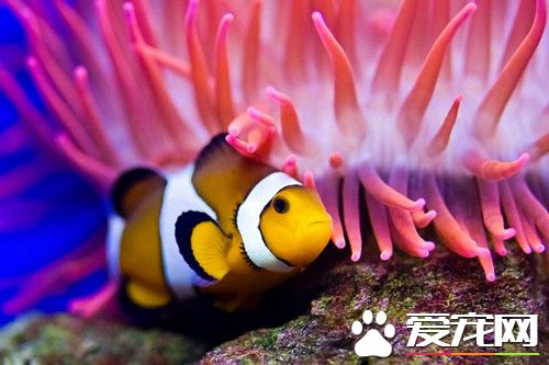 怎樣養好小丑魚 飼養小丑魚最重要的是水質