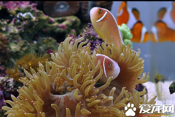 小丑魚混養 可以選擇同種小丑魚混養