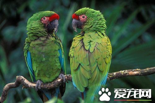軍艦金剛鹦鹉的飼養 定期提供新鮮樹枝或玩具