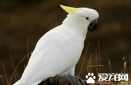 雨傘鳳頭鹦鹉的飼養 雨傘鳳頭鹦鹉注意事項