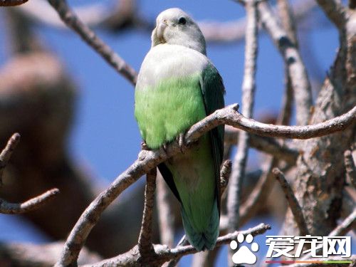 灰頰鹦的飼養 灰頰鹦喜愛水果類食物