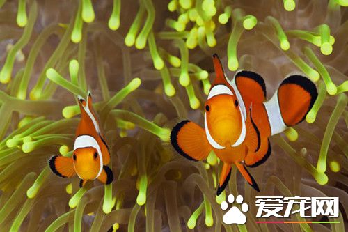 小丑魚的飼養技巧 保證小丑魚的光照和水流