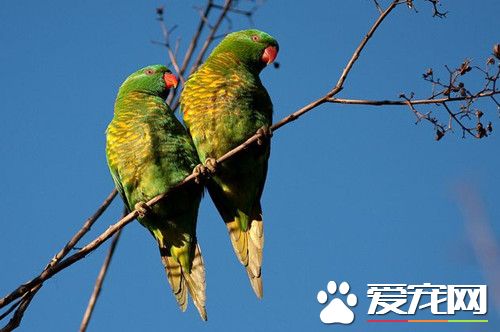 鱗胸吸蜜鹦鹉的飼養 能很快適應新環境與飼主