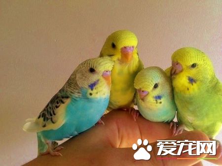 虎皮鹦鹉如何養殖 寵物鹦鹉飼養八大要點