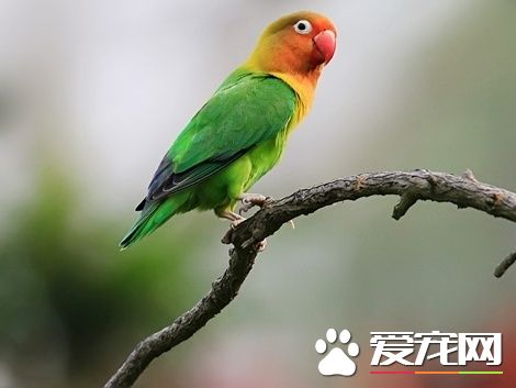 虎皮鹦鹉咬人怎麼辦 了解鹦鹉的個性跟心情好壞